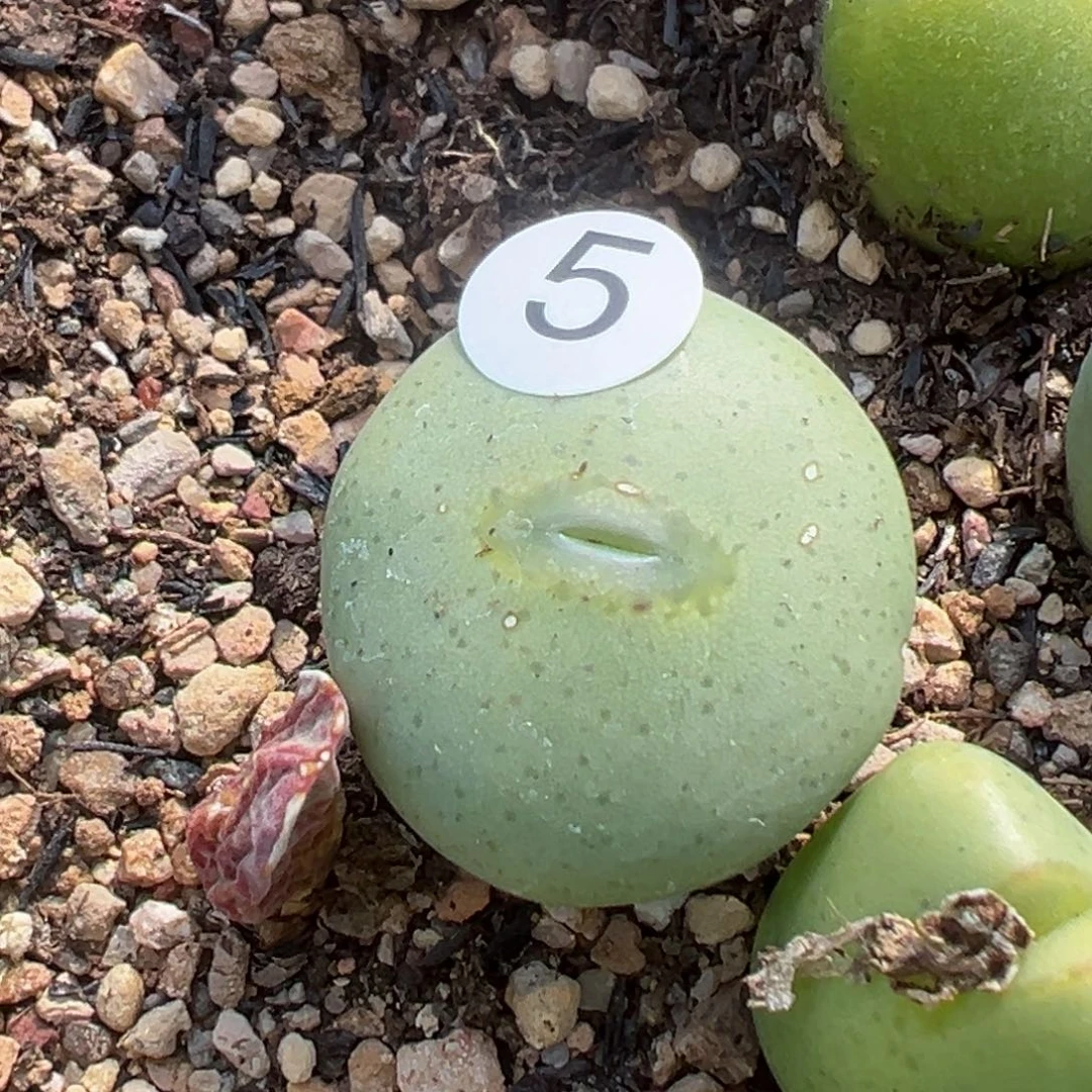 多肉植物111111111111111111