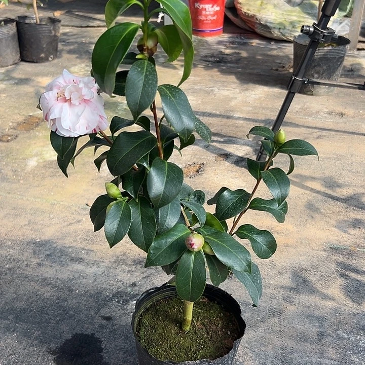 大部分花苞少量开放，小本双色宝盒