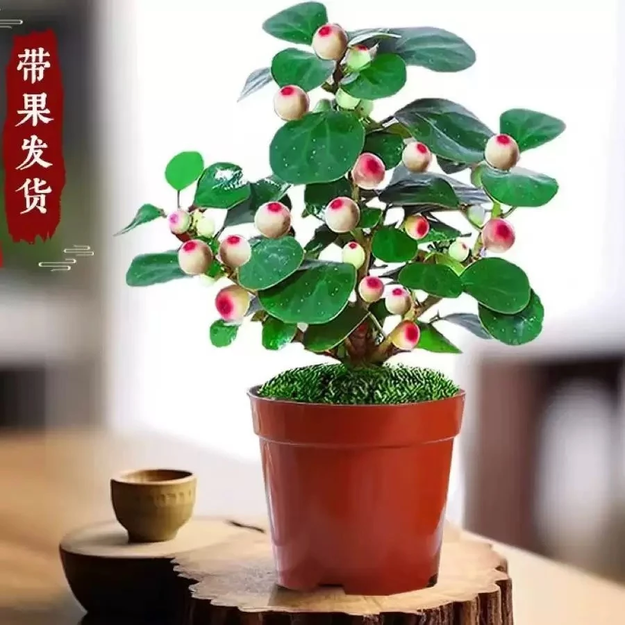 【小盼菩提】盆栽盆景禅意中式绿植适合室内办公室摆放好养