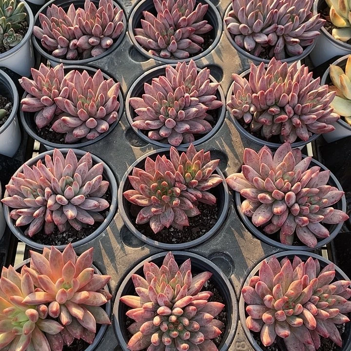 红虞美人9.964646464646466