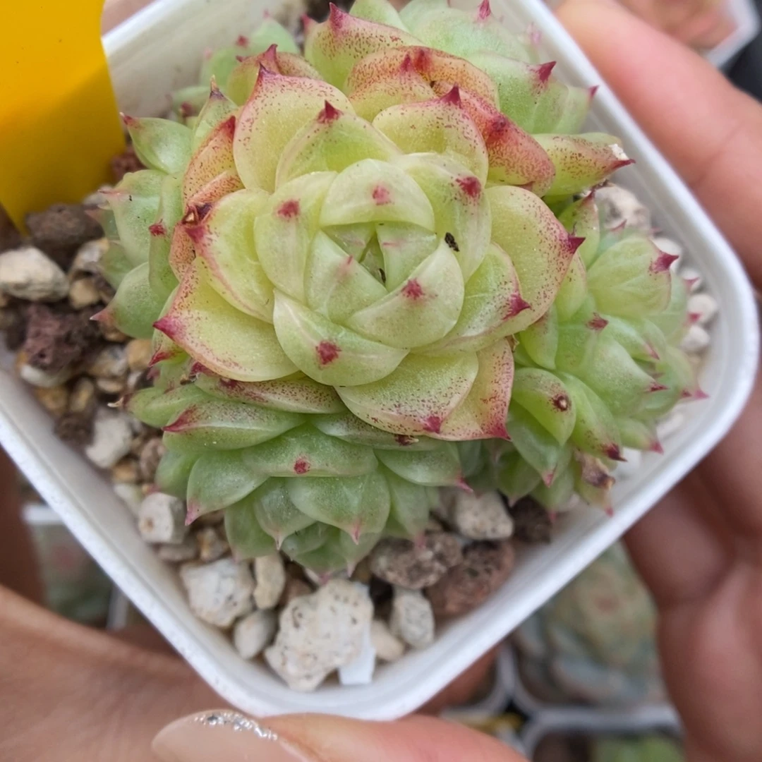 蜜蜡麦秆群生463号