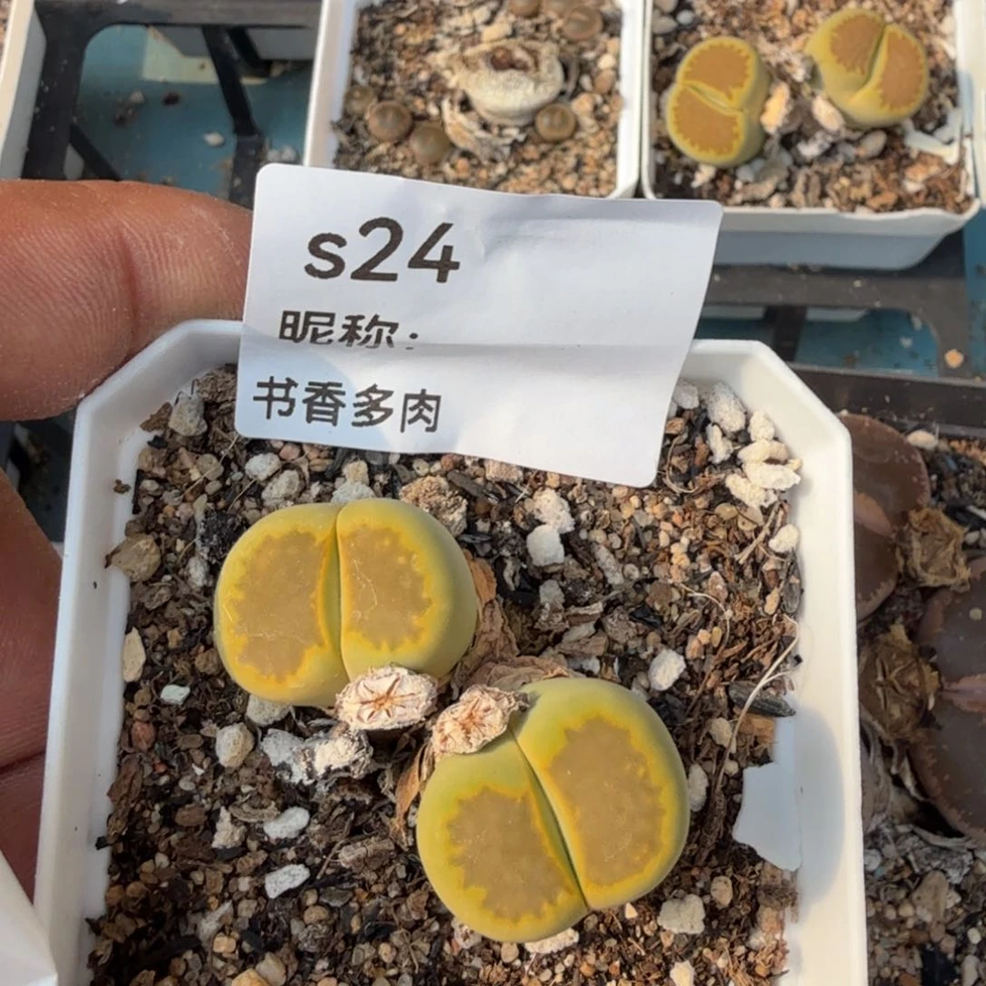 L*E多肉植物多肉植物多肉植物