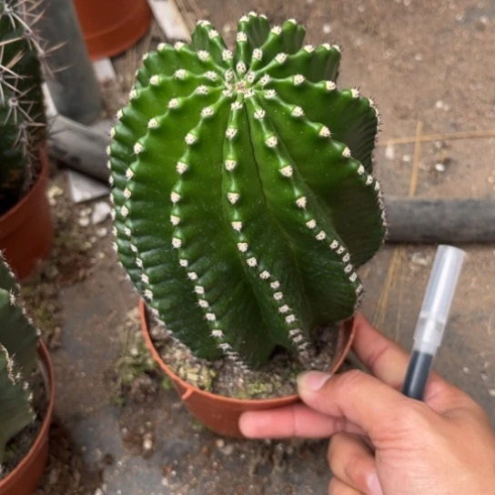 露露实生彩草大球