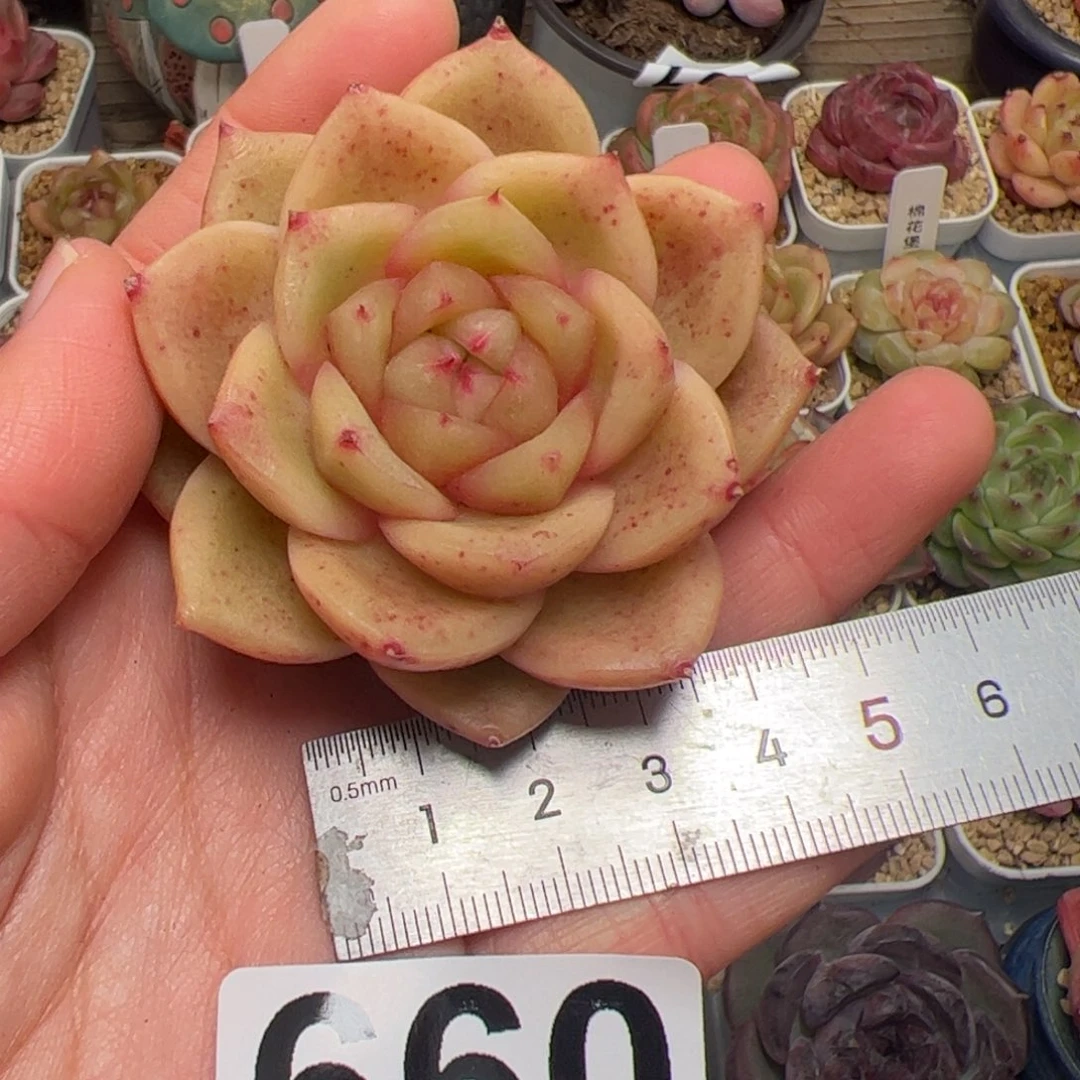 仰***光660 多肉植物组合盆栽