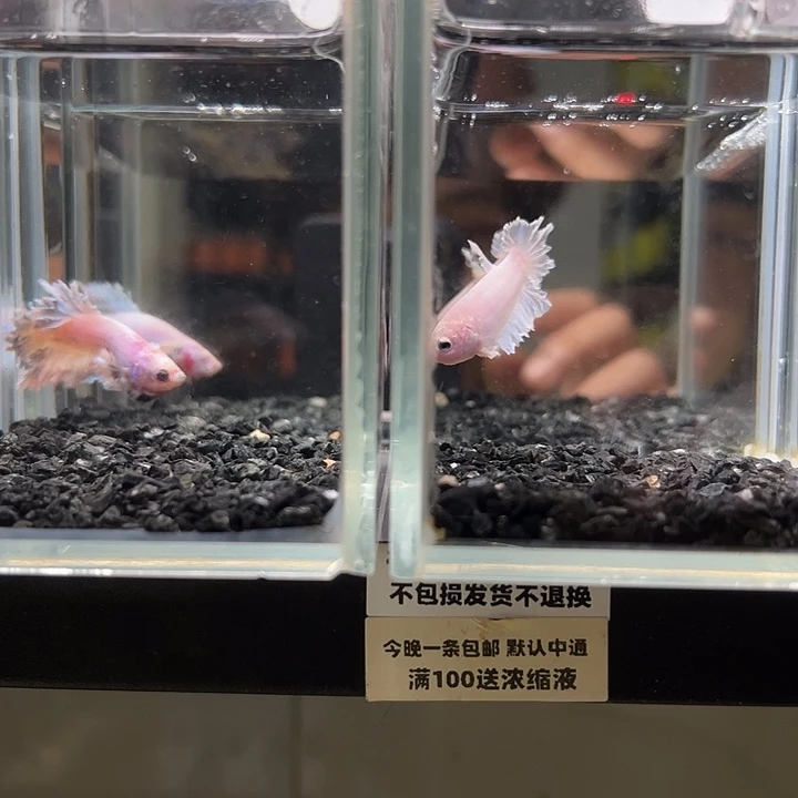 斗鱼竞拍跑单拉黑25日左邻右里39+54