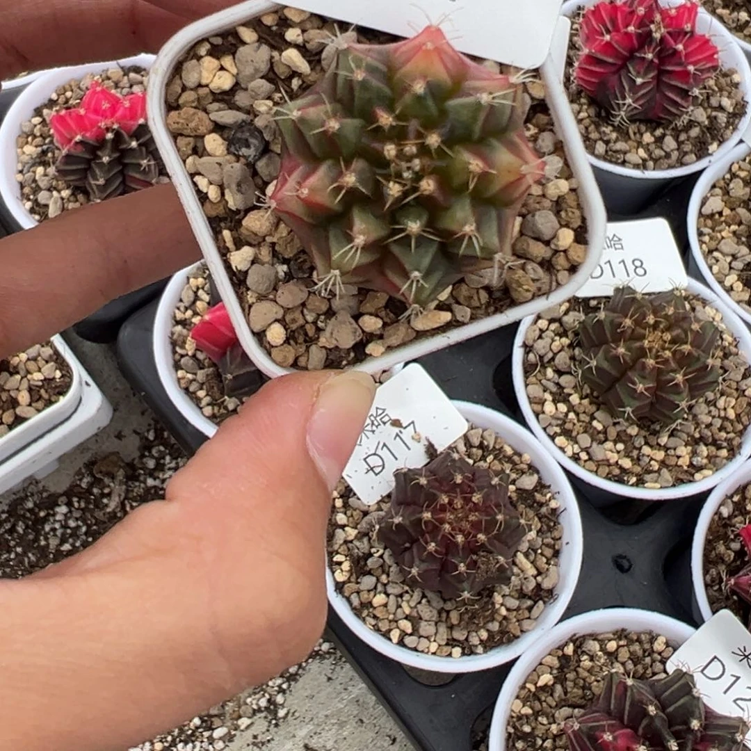 131 好看的米哈冲冲冲