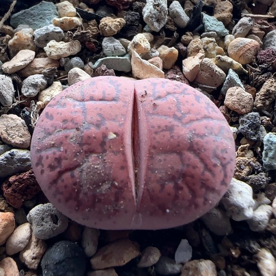 清棚大甩卖啦43042