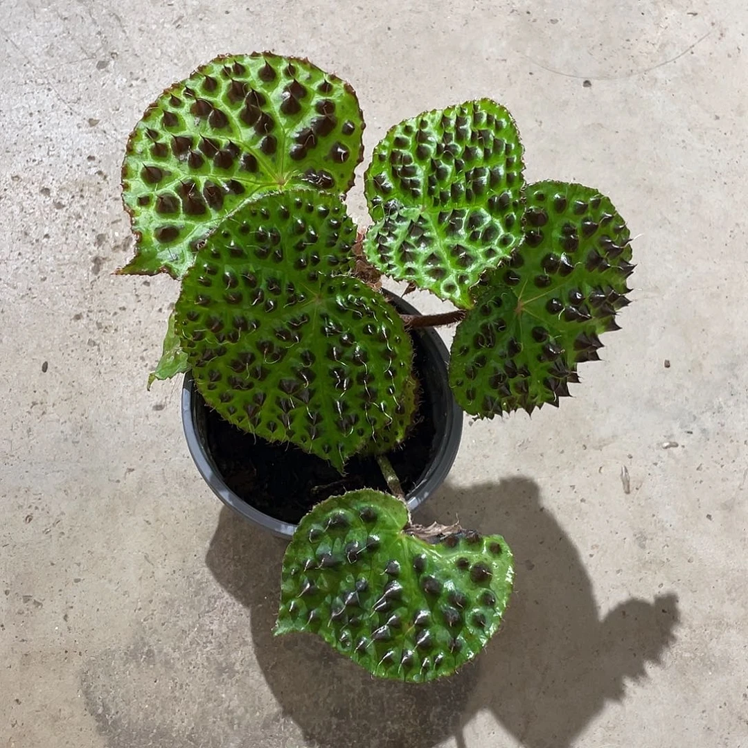 无花朵黑泡秋海棠