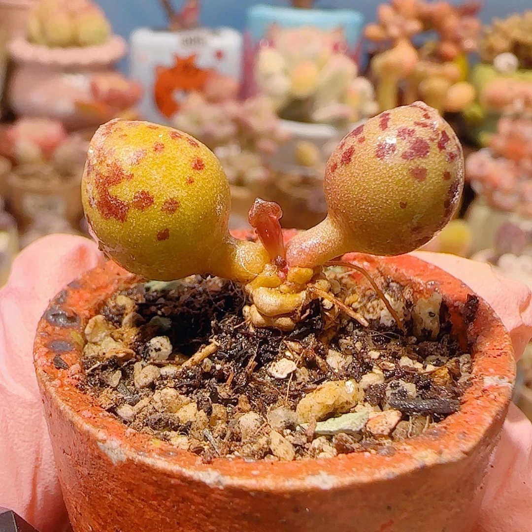 T黄金达摩海豹盆口2.5cm