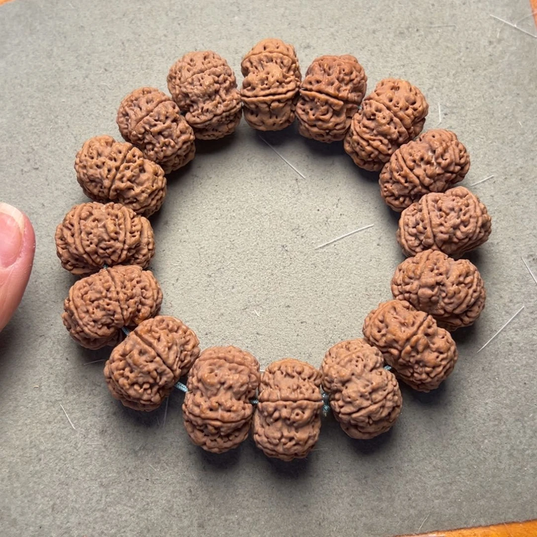 菩提41号金刚菩提矮桩纽扣六瓣25+