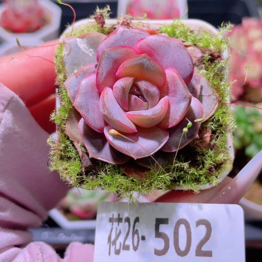 花利美26-502新品