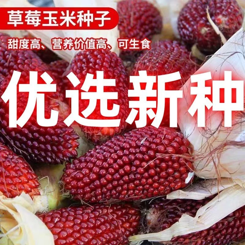 【开春种】【新种上市】草莓玉米种子阳台庭院小玉米种籽观赏水果玉米
