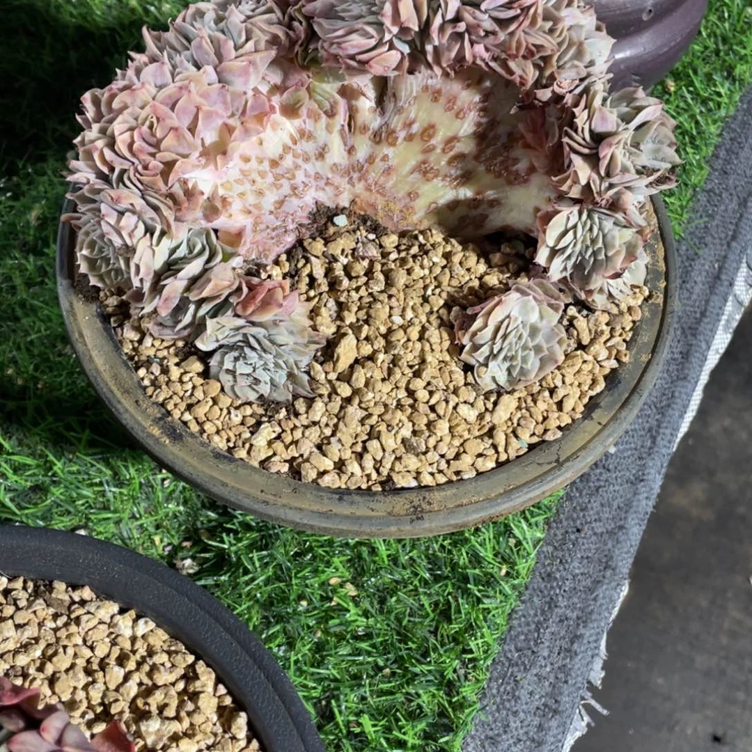 L****?璀璨换这个小树缀化