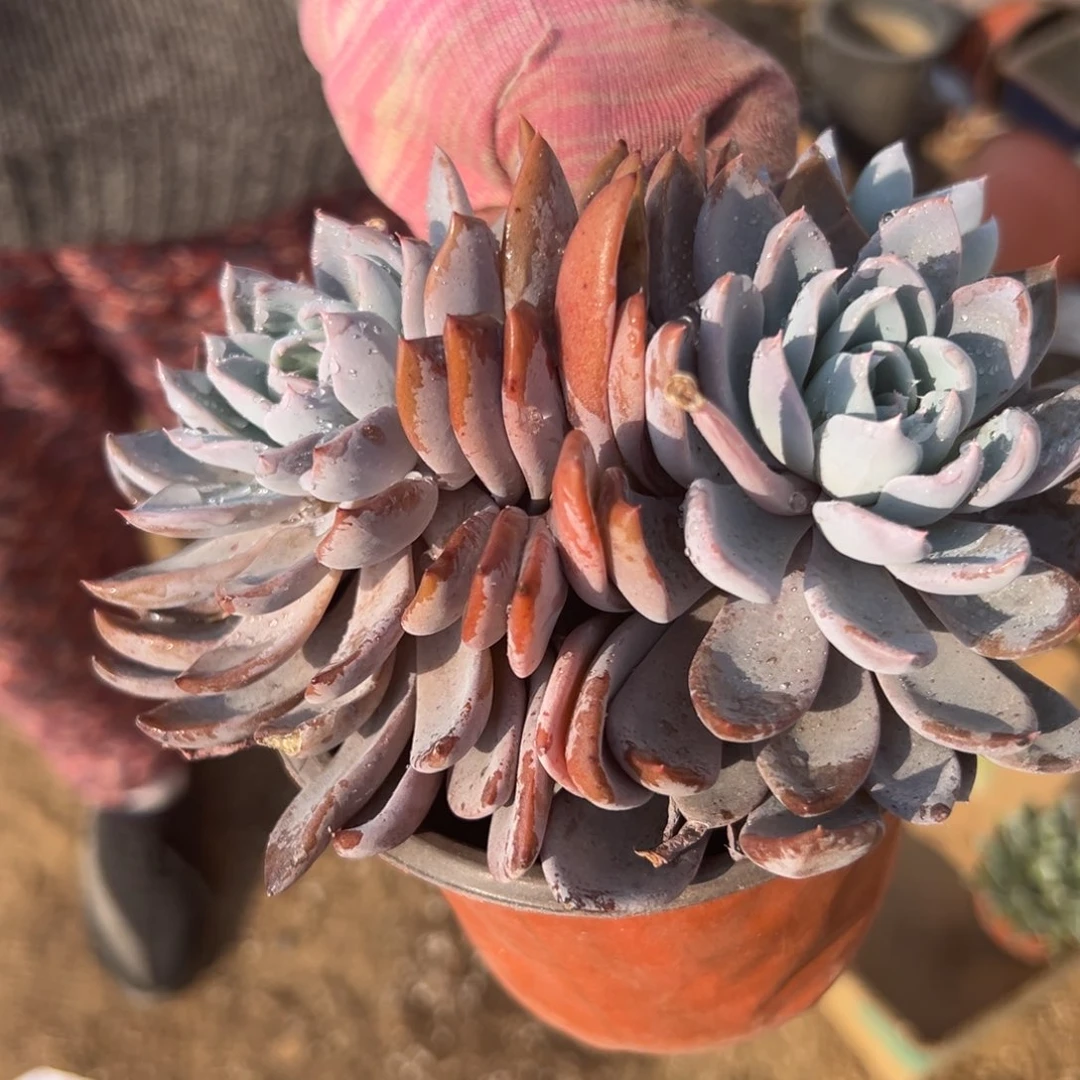 多肉植物多肉植物