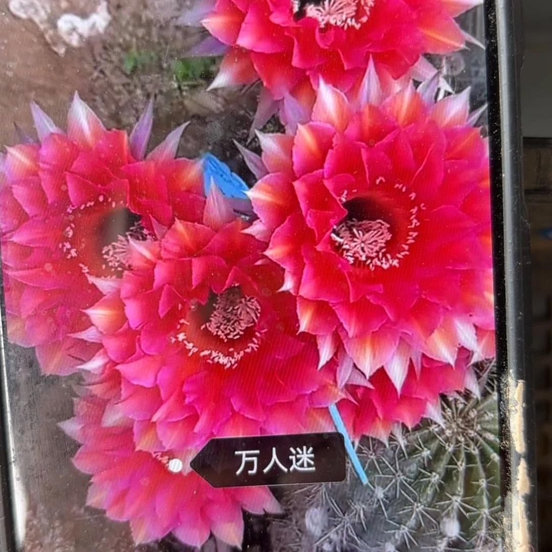 万人迷彩侧牙20包邮仙人球52