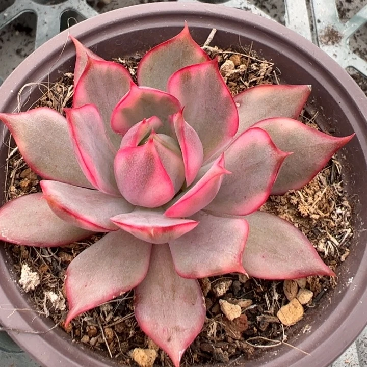 宝莲灯红锦一物一拍锦龙