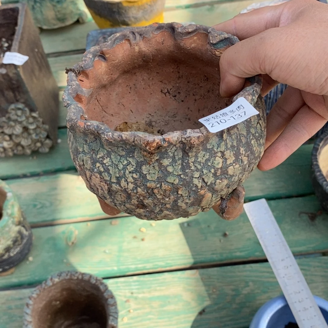 红陶心**飞137号多肉盆一个