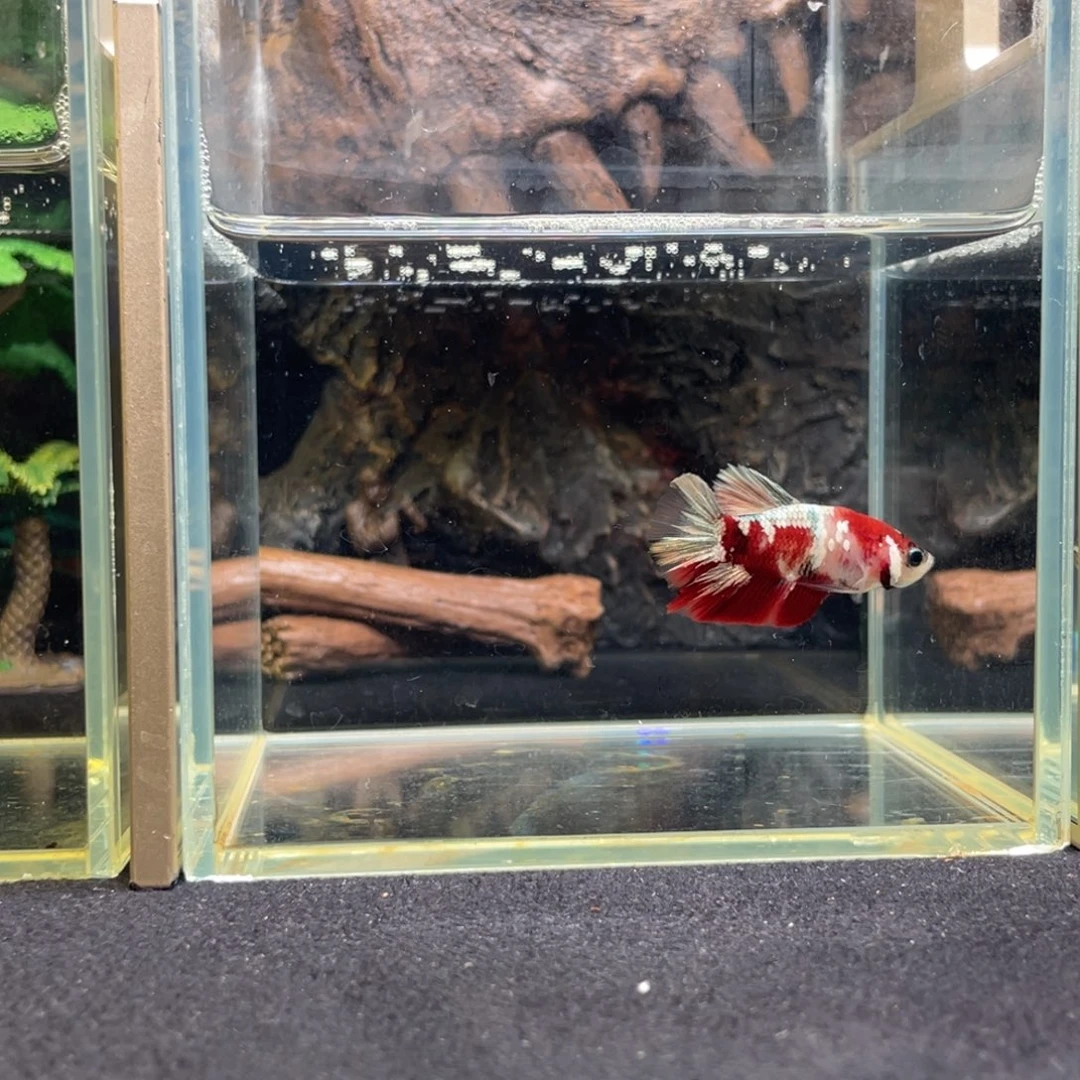 斗鱼十二月二日竞价