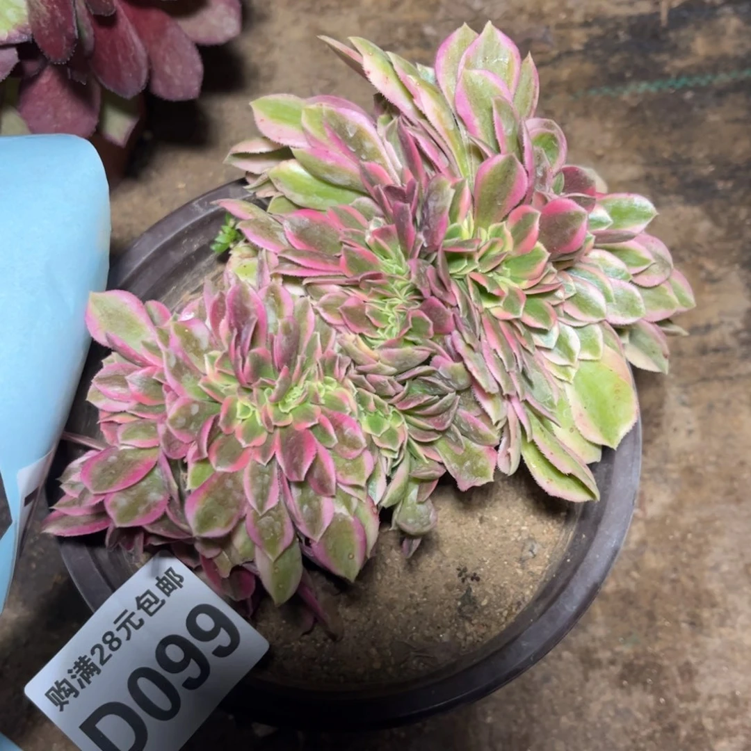 099多肉植物粉女巫缀化