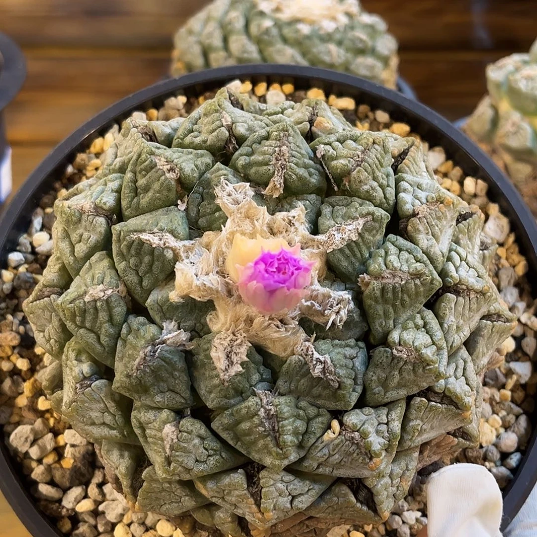 潮流植物 龟甲牡丹 13公分