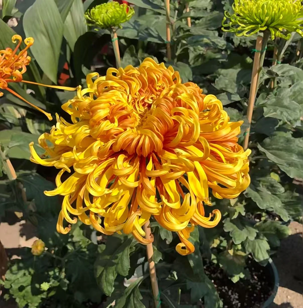 九月菊花【凤凰振羽】开大花掉叶掉枝不售后介意慎拍