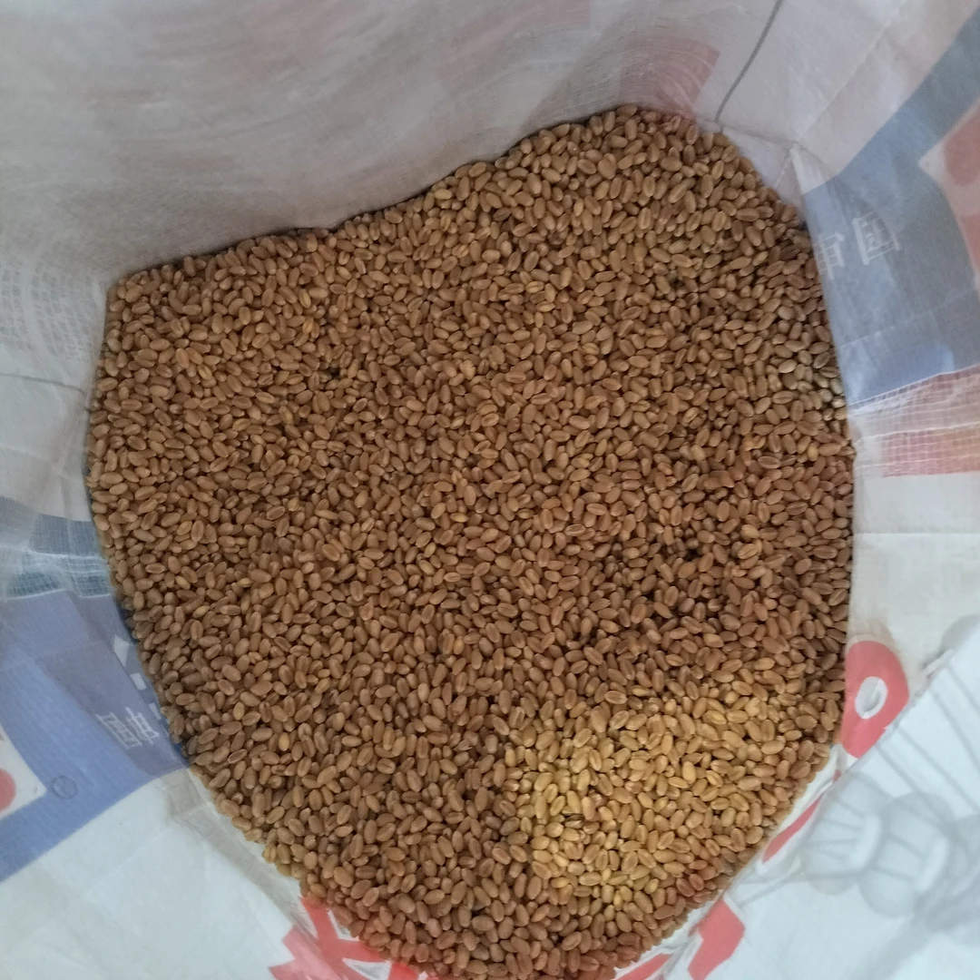 小麦拌种包衣专用