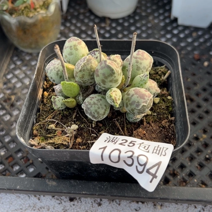 白肌母本，一物一拍