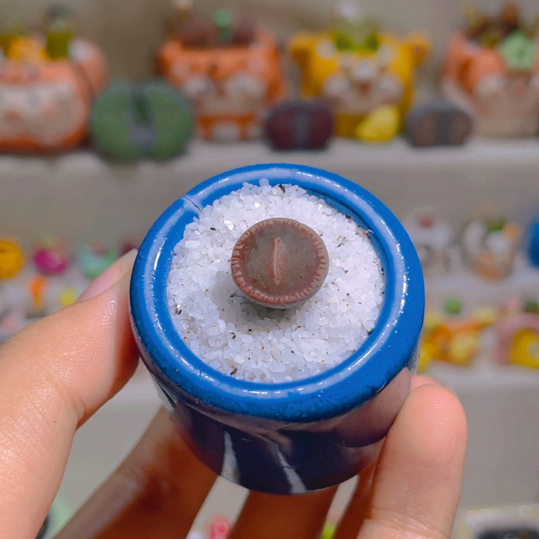 140高端多肉带盆带土