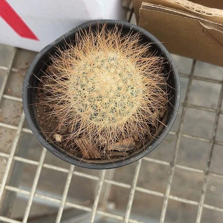 皇权 我也不知道我为什么