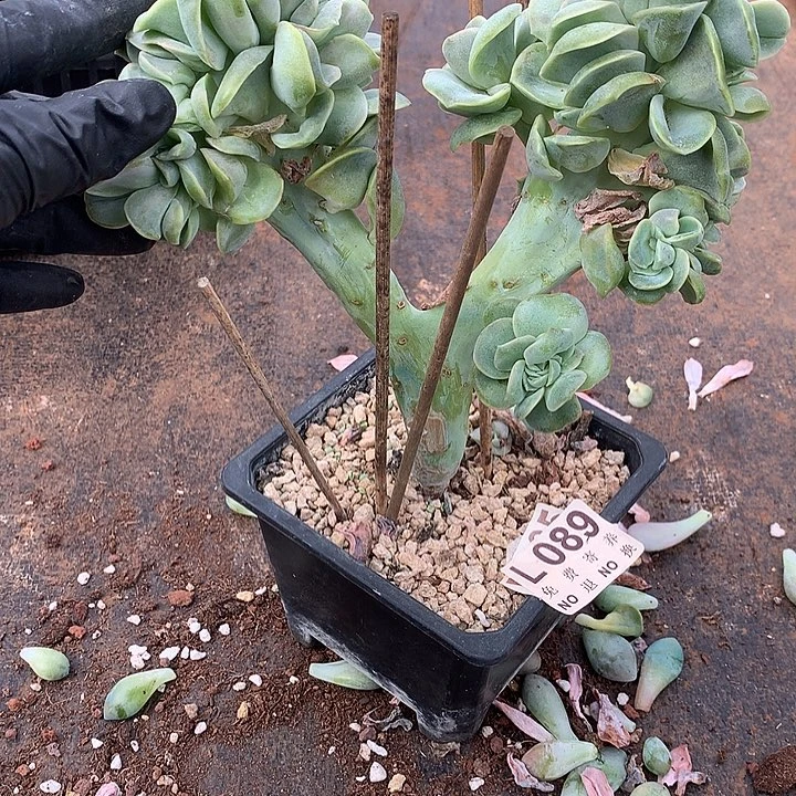 可爱玫瑰缀化 非偏远38包邮 节后发