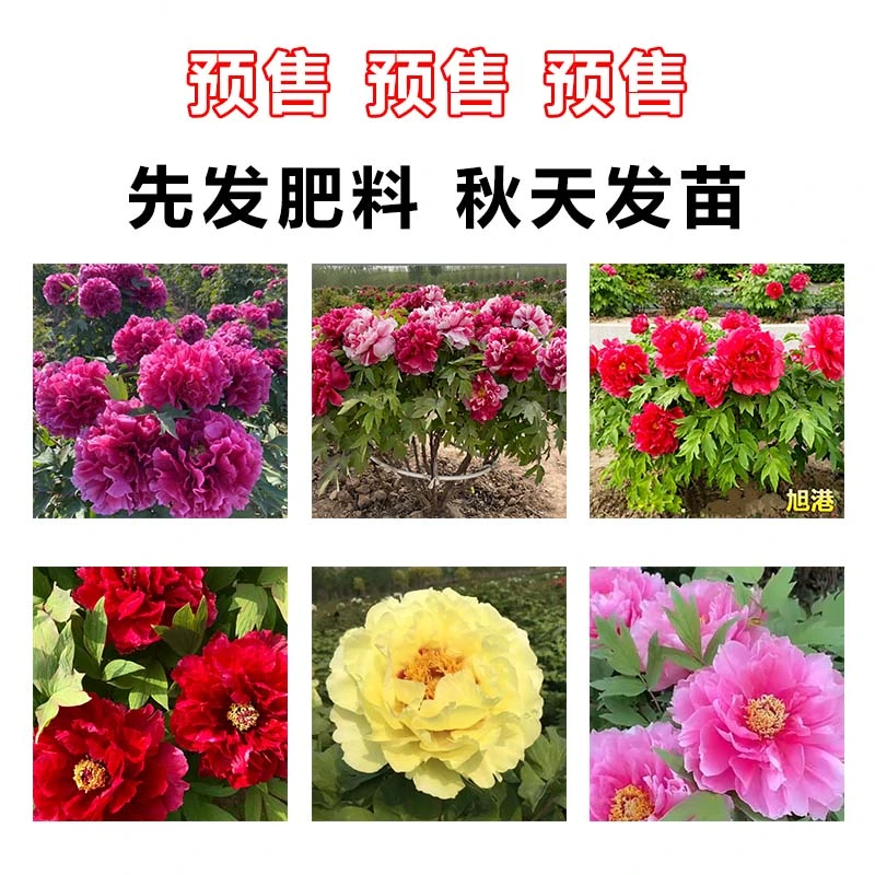 【进口品种牡丹】先发预售卡 秋天发种苗  裸根发货