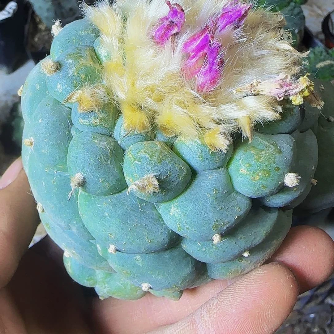 仙377仙人球开花