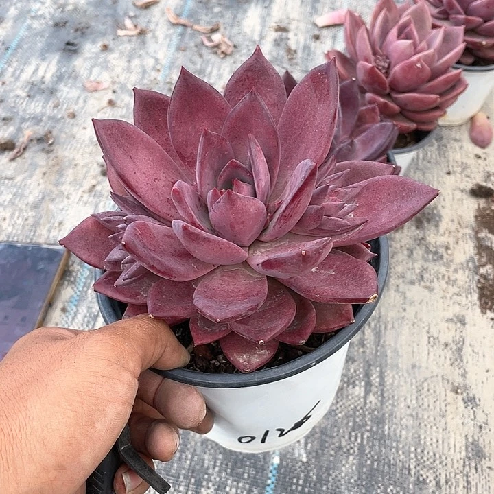 心**阳超大唐卡带盆发货