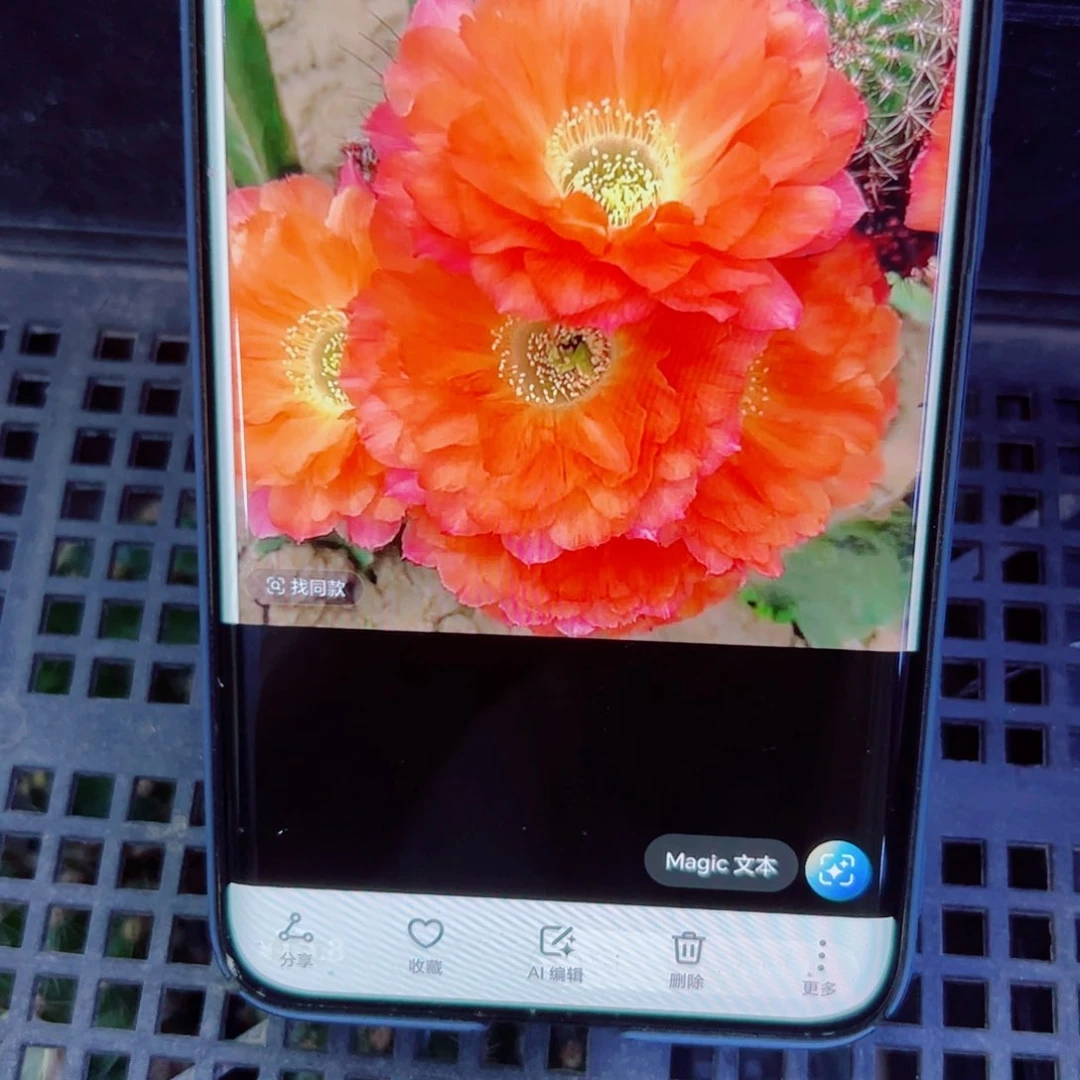 下79丽花鲜橙多歪无根侧芽3公分左右20包邮