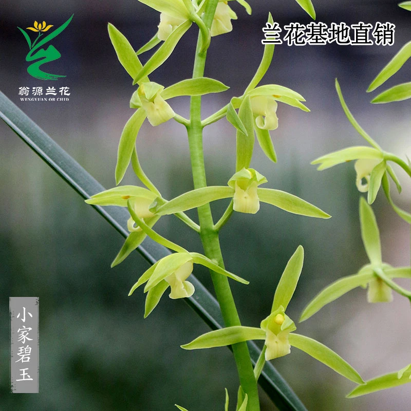 翁源兰花苗老种墨兰小家碧玉带花浓香新手好养室内除甲醛绿植花卉