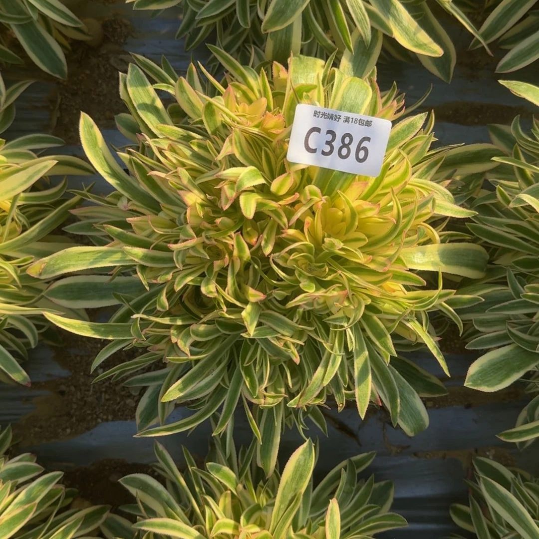 L***?386夕颜多肉植物