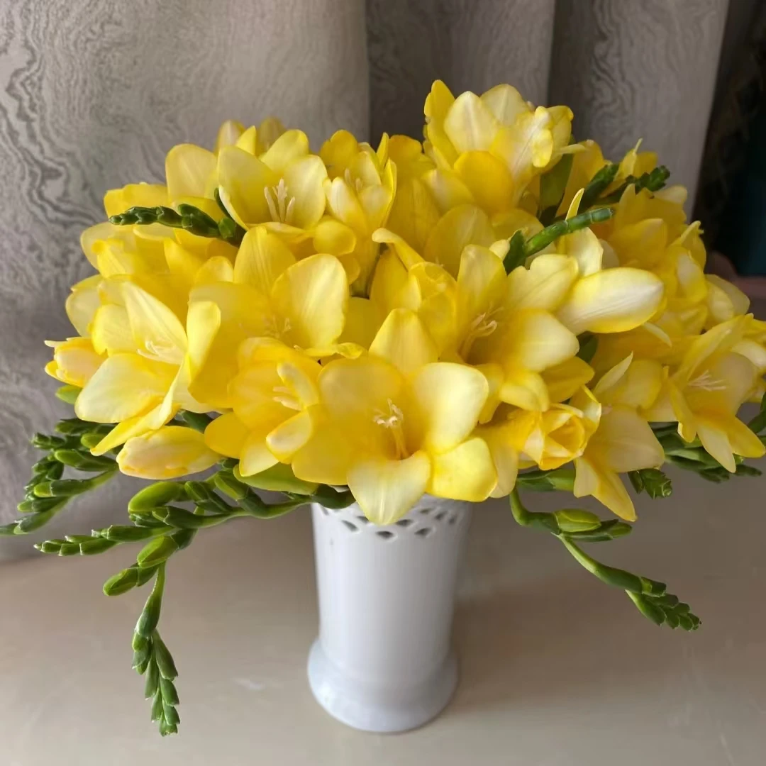 10枝黄色香雪兰【两单顺丰冷链或京东空运】云南鲜花基地直发