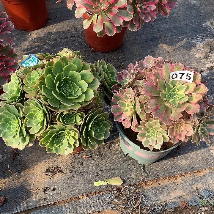 有断枝2个075-1270