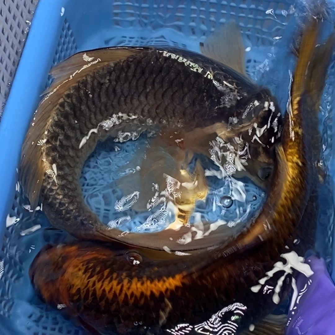 锦鲤冷水锦鲤包邮