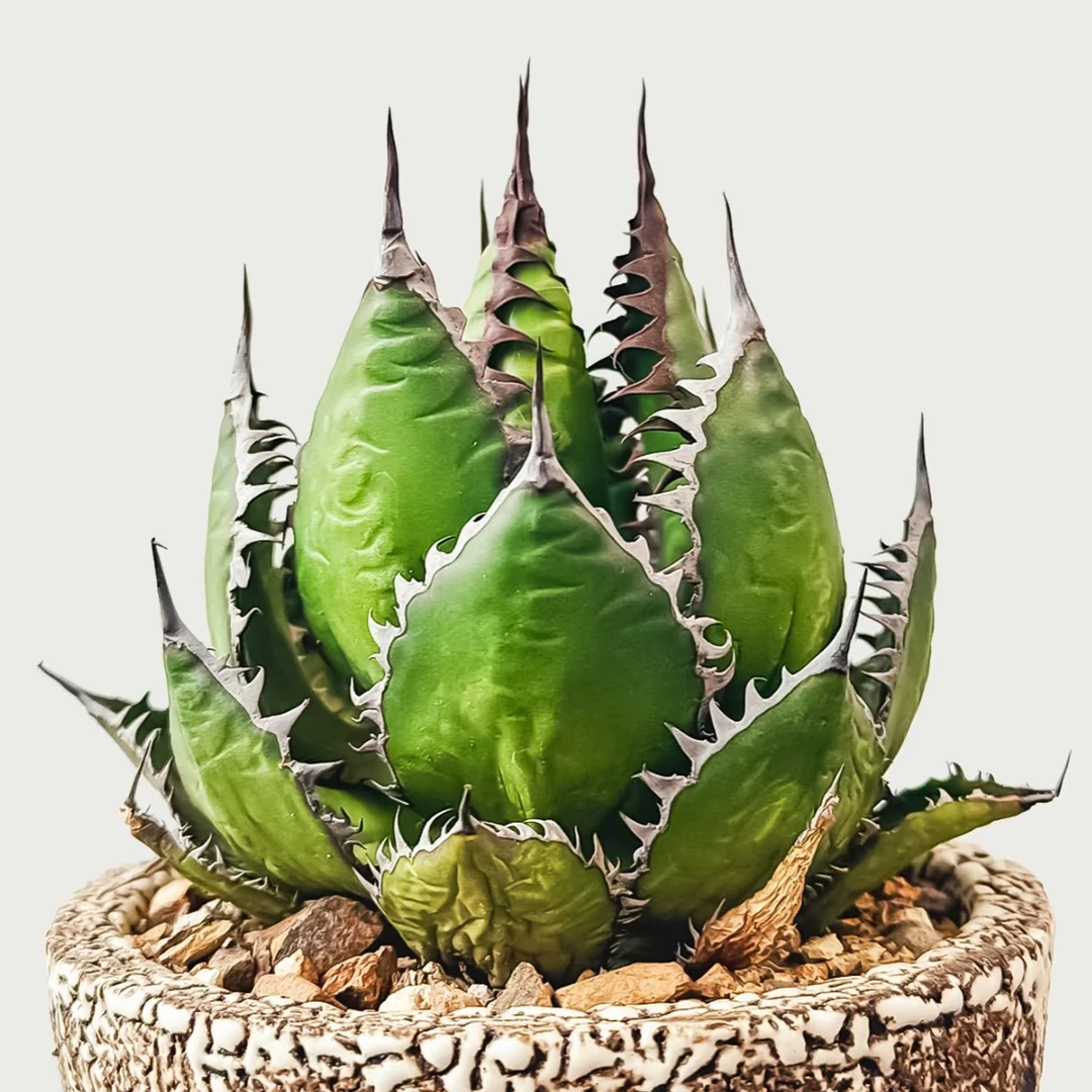 龙舌兰霍利达（姬霍利达）