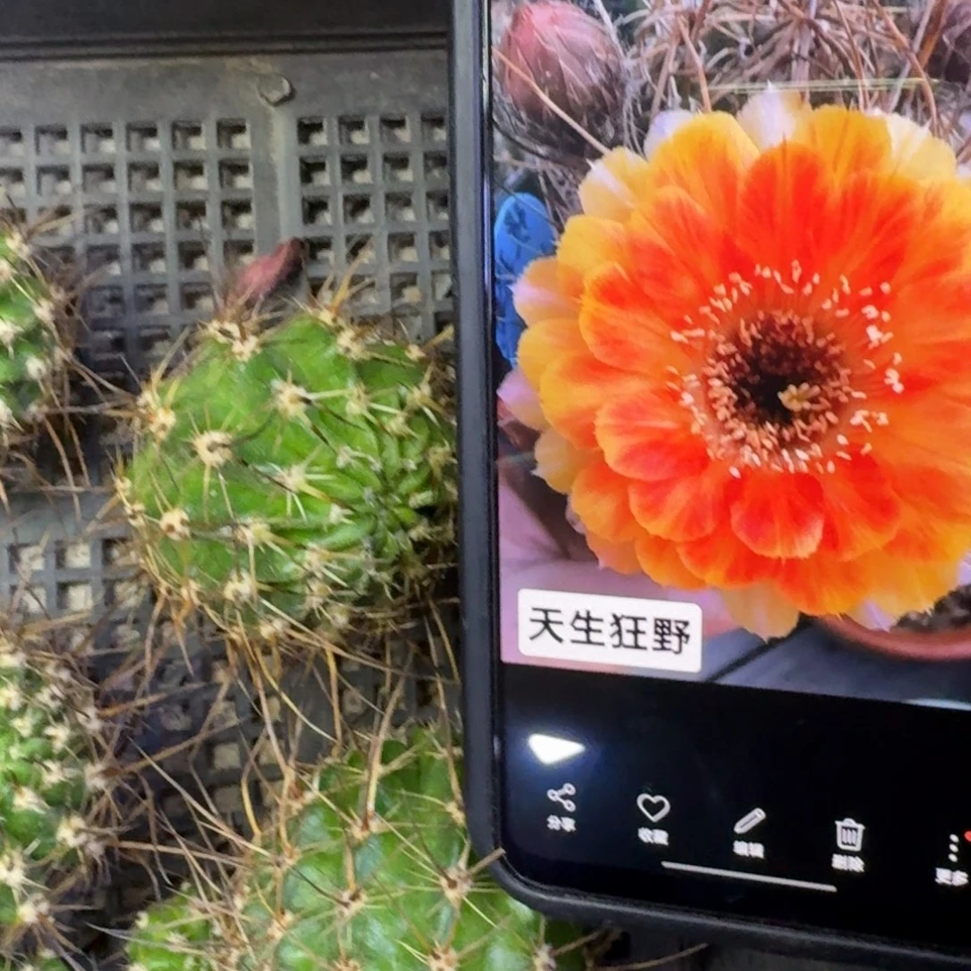 19丽花天生狂野歪3公分无根侧牙，20包邮