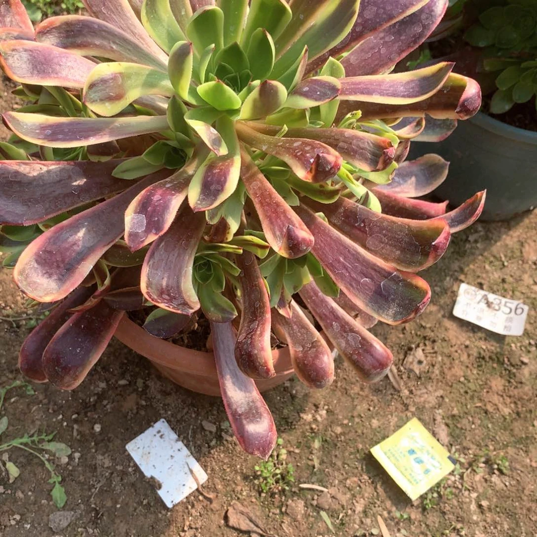 多肉植物欧嘉莉379