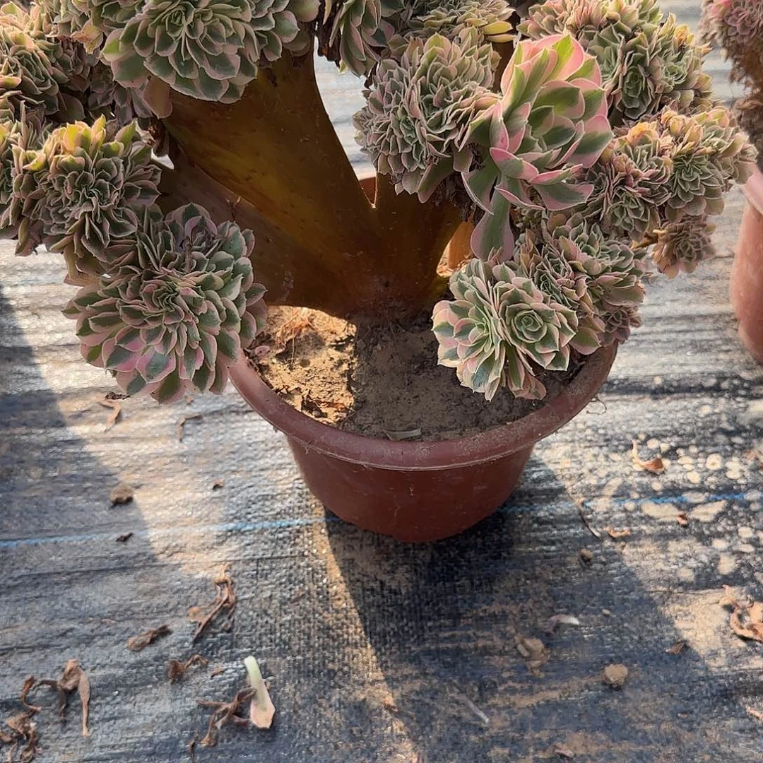 梅***。无花朵粉女巫缀话脱土笨的