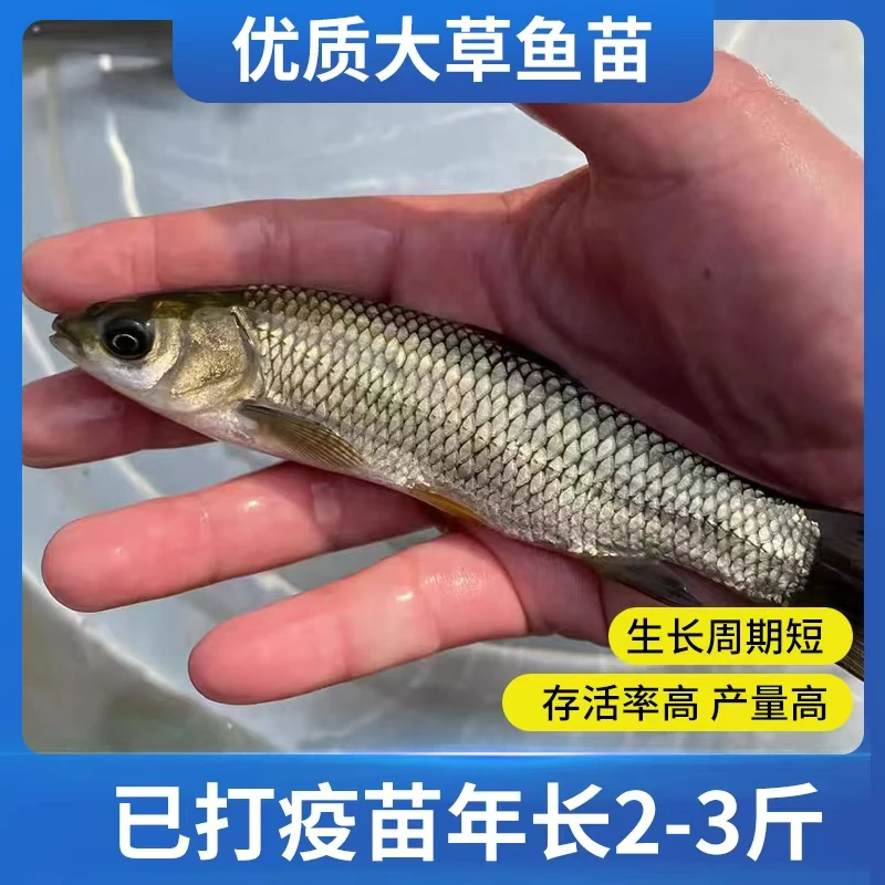 草鱼苗活鱼渔场优质草鱼苗饲料淡水活体养殖黑皖鱼螺蛳青鱼苗批发