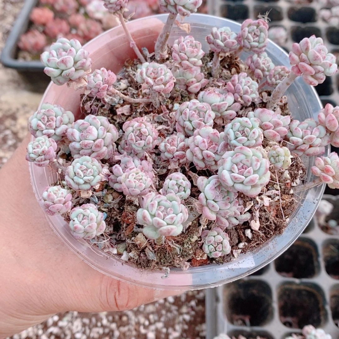 多肉植物精品切糕B370