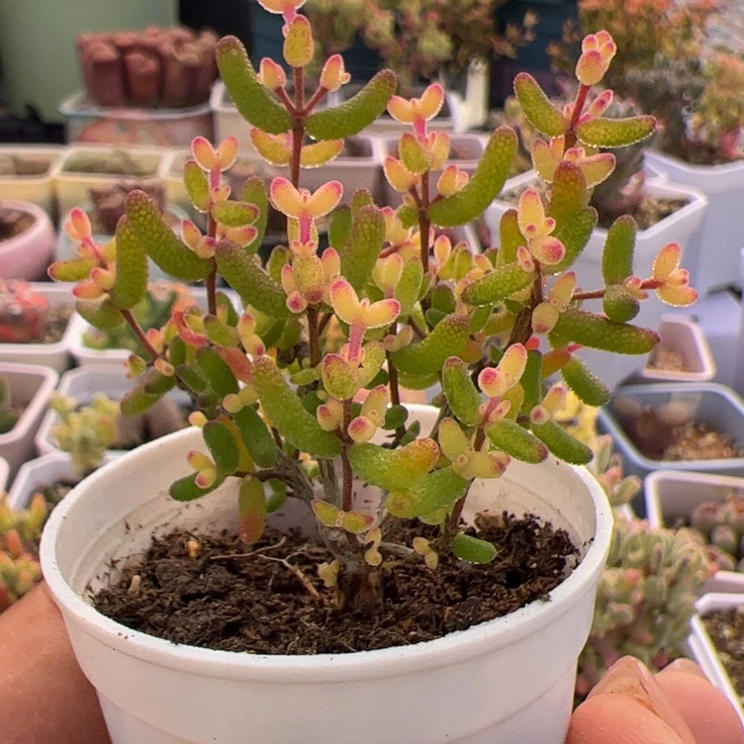 多肉植物枝干假飞机猪