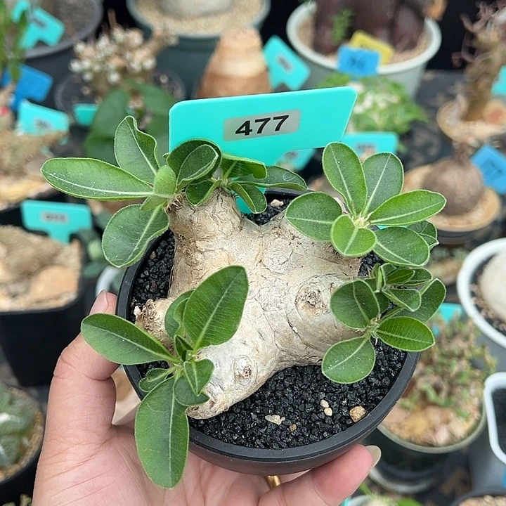 惠比须笑产地多肉植物