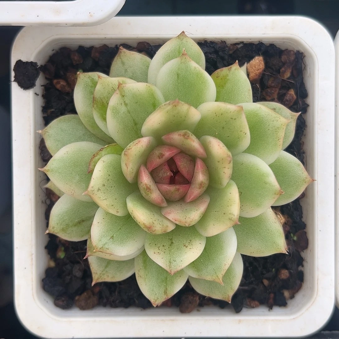 黑水晶锦 婕宝一物一拍