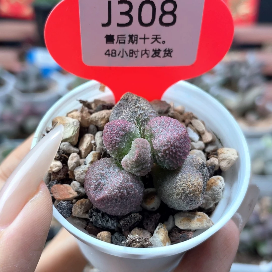 福利。     308。