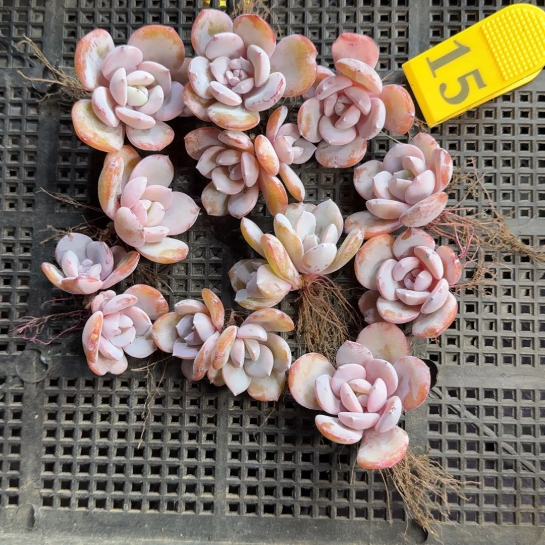 韩版奶茶11颗一物一拍15号